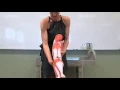 Muscular System Anatomy and Physiology I