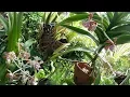 Download Lagu 2 var Vanda Species - fragrant species Vanda orchid - species orchid  of Indonesia
