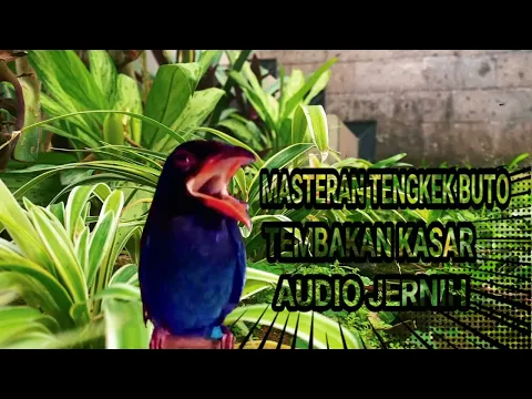 Download MP3 Masteran Tengkek Buto Durasi Panjang Suara Jernih