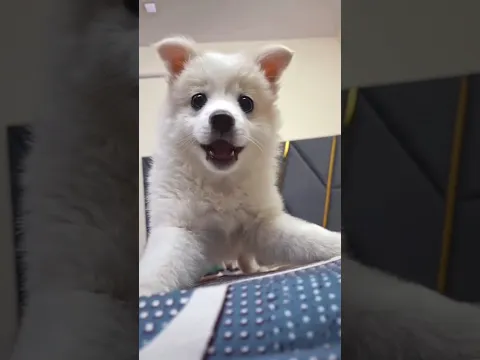 Funny Viral Dogs Dancing 🎶🐶🤣