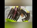 Download Lagu LET'S HARVEST AGAIN.COOKED MY TYPICAL SPECIAL ILOKANO DISH DENENGDENG FROM FIELD TO TABLE