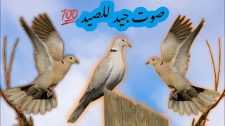 صوت اليمام المطوق  صوت اليمام المطوق