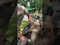 Download Lagu 106 Year Old Galapagos Tortoise! 🐢 😱