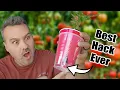 Best Way to Start Tomato Seeds Indoors or Outdoors