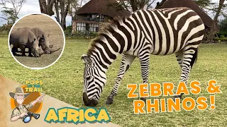 pops on the trail in africa zebras u0026 rhinos ep 9 educational video for kids