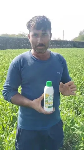 राजस्थान के अजमेर में रहने वाले किसान ने कैसे ठंड और बीमारी से बचाई गेहूं की फसल | वनइंडिया हिंदी