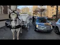 White Horse Funeral Carriage with Guarino Funeral Home Brooklyn NY Dec 10 2021