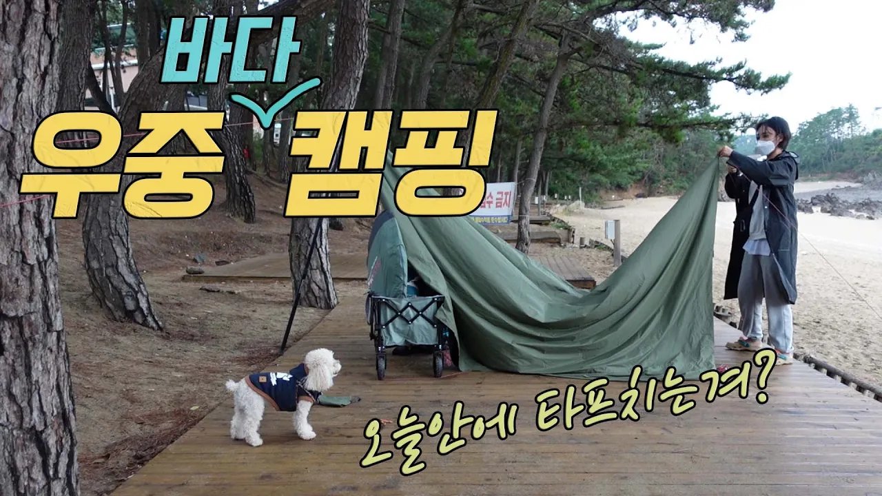 내 인생 레전드 캠핑🥺💕프라이빗한 바다 캠핑장에서 강아지랑 우중캠핑 + 전세캠핑하기ㅣ솔로캠핑ㅣ태안 꾸지나무골 캠핑장 썸네일