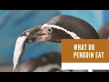 What do penguin eat What kinds of food do penguins eat what do penguins eat and drink