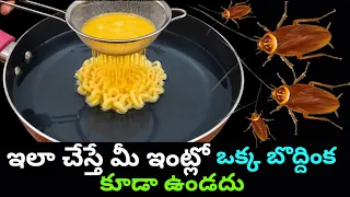 ఇలా చేస్తే మీ ఇంట్లో ఒక్క బొద్దింక కూడా ఉండదు