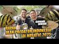 Download Lagu SILATURAHMI BESAR !! PARA HOBBYIST IKAN PREDATOR INDONESIA DI NUSATIC NUSAPET 2025