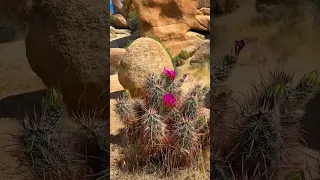 My wife, Melissa, and I had a great time filming a commercial in Joshua tree this weekend #camping￼