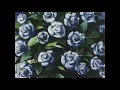 Download Lagu emilee flood - i love you baby (slowed + reverb)