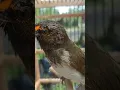 Download Lagu [SHORT] Burung Rengganis Gacor Harga 100 ribuan #shorts