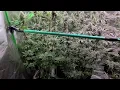 Cherry Poppers and Lemon Cherry Gelato at 7 weeks of flower