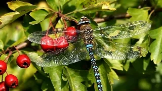 Download The Secret World of Dragonflies | Short Film Showcase MP3