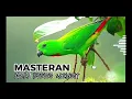 Download Lagu MASTERAN SERINDIT #serindit #bluecrownedhangingparrot #loriculusgalgulus @utri31