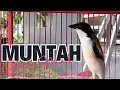 Download Lagu Kicau CENDET Full Materi Muntah Isian Cocok Pancing Cendet Bahan