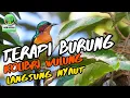 Download Lagu WAJIB COBA TERAPI SUARA KOLIBRI WULUNG DIJAMIN NYAUT 100%