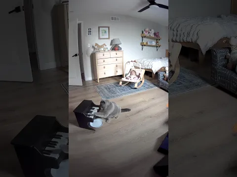 We taught our cat to babysit