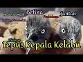 Lagu TEPUS KEPALA KELABU || Riview Perbedaan Jantan/Betina,Burung Viral Yang Wajib Punya Untuk Masteran.