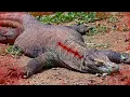 Download Lagu TOP-7 Dieren die de Komodovaraan Gemakkelijk Kunnen Verslaan!