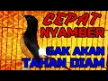 Download Lagu CEPAT NYAMBER✅✅ gak akan TAHAN diam murai mendengar pancingan ini✅✅