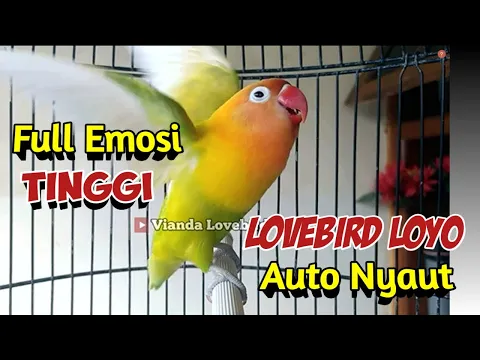 Download MP3 Lovebird FIGHTER Ngekek Panjang FULL EMOSI, Pancing Lovebird LOYO AUTO NYAUT GACOR Rajin BUNYI