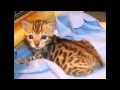Pet Classifieds