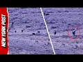 Lagu Too Close for Comfort: Hiker Approaches Wolf Pack in Yellowstone