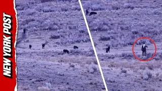 Too Close for Comfort Hiker Approaches Wolf Pack in Yellowstone
