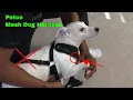 How To Use Petco Mesh Dog Harness Review