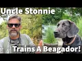 Uncle Stonnie Trains A Beagador Labrador Retriever Beagle Cross River Adventure