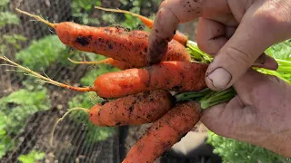 October No Dig Garden Tour | Ups and Downs