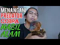 Download Lagu CARA JITU MENJINAKAN BABY GARANGAN LIAR|LANGKAH AWAL MENJINAKAN GARANGAN LIAR