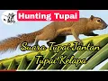 suara tupai | suara tupai untuk berburu | suara tupai pemikat Tupai Jantan Tupai Kawin Tupai kelapa