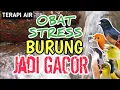 Lagu OBAT STRESS‼️ Burung Macet Bunyi Jadi Gacor - Terapi Suara Gemericik Air