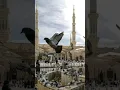 Download Lagu bin makkah habiba #islamicshort #viral #mashallah #islamic Download Lagu bin makkah habiba #islamicshort #viral #mashallah #islamic
