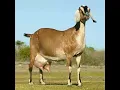 Es recomendable mezclar cabras Nubias con Boer