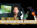 Download Lagu Cara MEMASTERKAN BURUNG Agar Cepat MASUK || Untuk semua jenis burung‼️