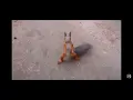 Funny dancing squirrel