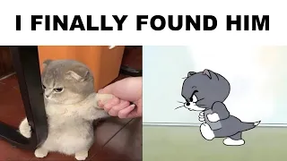 ANIMAL MEMES