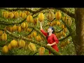 Download Lagu Woman Harvesting 10000 Ripe Durians on High To Sell | How To Make Durian Cake | Luyến Harvest Life