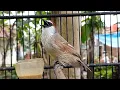 Download Lagu Suara Burung Kaso kaso Memanggil Lawan l Cocok Untuk Terapi Bunyi...