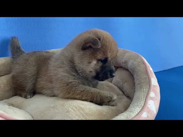 動画
