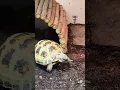 Download Lagu Tortoise Eating