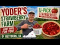Yoder s Strawberry Farm U-Pick From Field to PIE