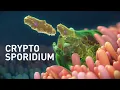 Cryptosporidium Infected Organoids Mechanism of Disease Animation