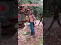 Lagu Lazy foreman #palm #oilpalm #oilpalm courier #oilpalm load #oilpalm farmer #oilpalm #oilpalm #fyp