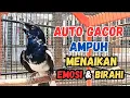 Download Lagu PANCINGAN KACER GACOR LANGSUNG EMOSI !TIPS UNTUK KACER BAHAN CEPAT GACOR ,BUKA EKOR \u0026 BONGKAR MATERI
